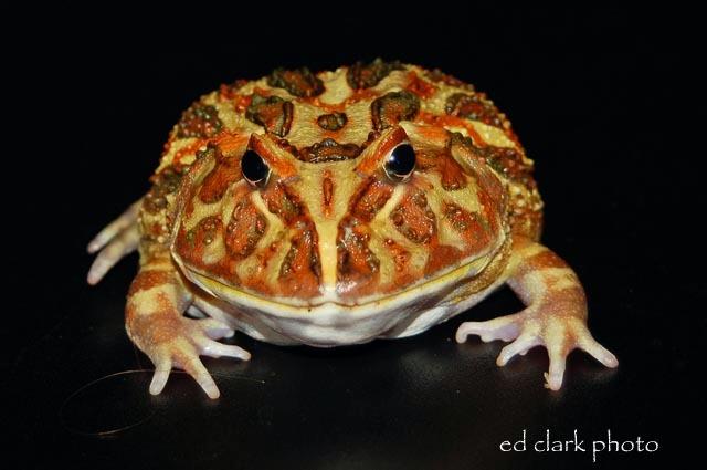 023 - Ceratophrys cranwelli.jpg